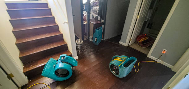 Best Water damage contractors near me  in Jonesboro, IL