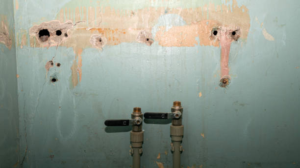 Best Water damage cleanup near me  in Jonesboro, IL